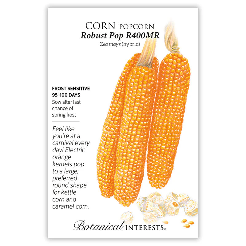 Robust Pop R400MR Popcorn Corn Seeds - Image 3
