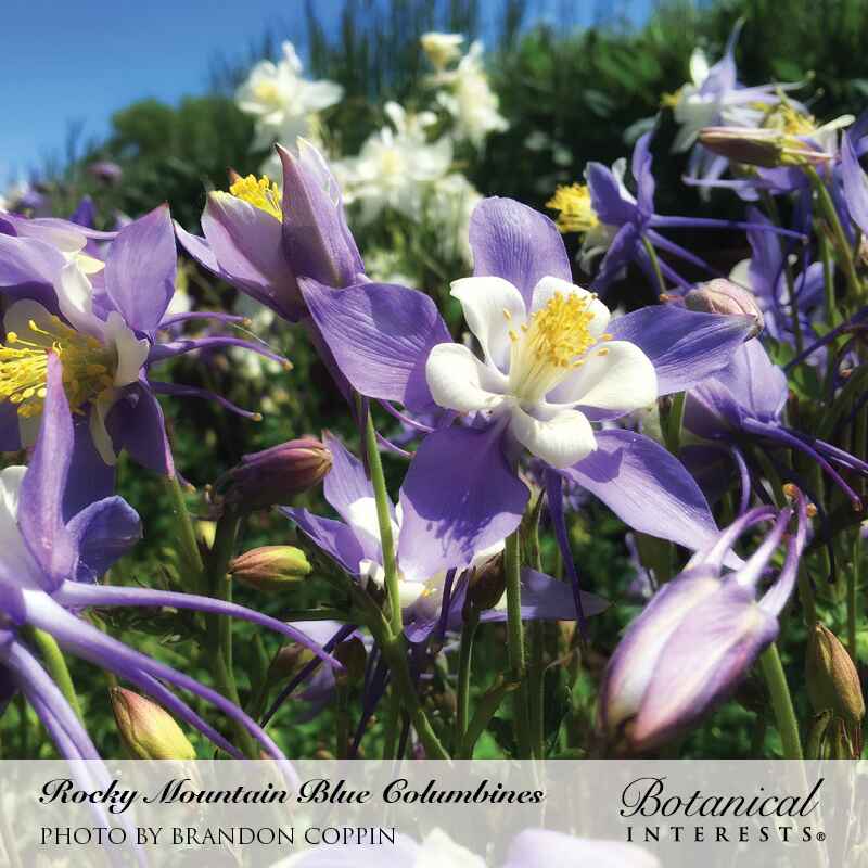 Rocky Mountain Blue Columbine Seeds - Image 4
