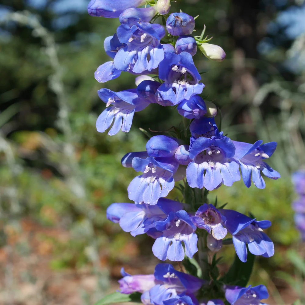 Rocky Mountain Blue Penstemon Seeds - Image 4