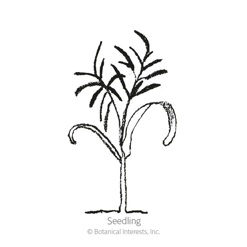 Romanesco Fennel Seeds - Image 2