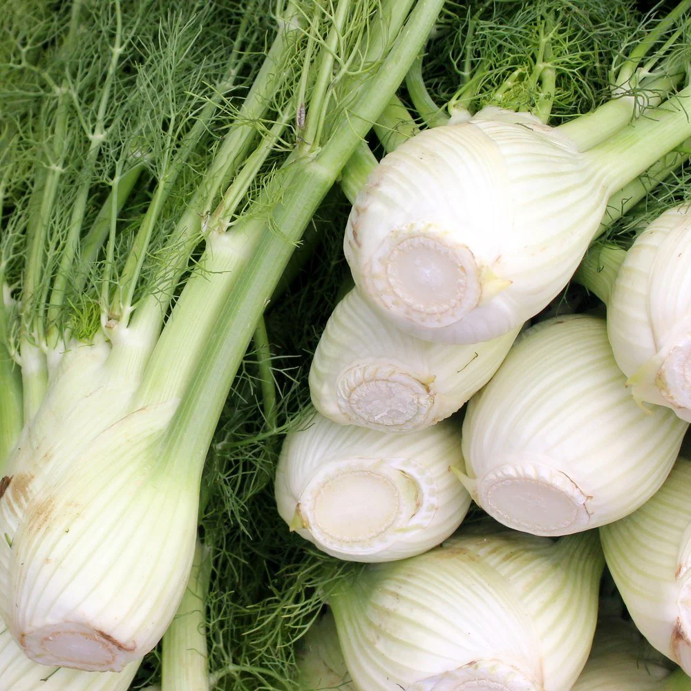 Romanesco Fennel Seeds - Image 4