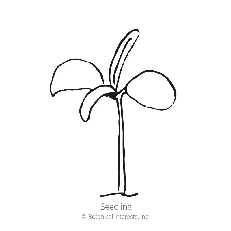 Rosemary Seeds - Image 2