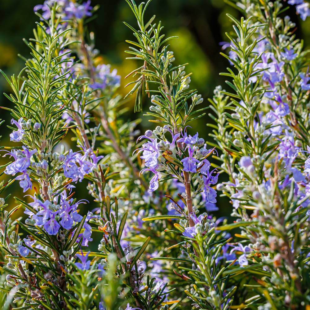 Rosemary Seeds - Image 4