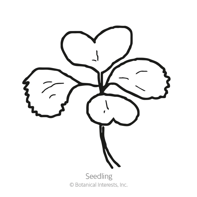 Rosette Tatsoi Bok Choy Seeds - Image 2