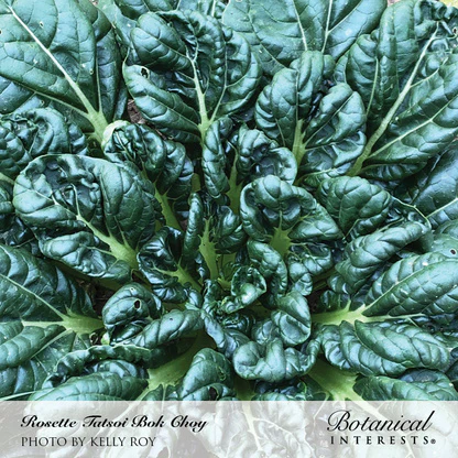 Rosette Tatsoi Bok Choy Seeds - Image 4