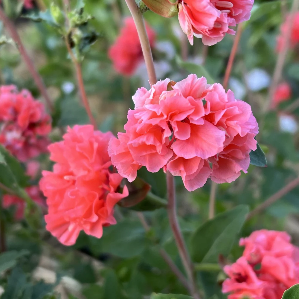 Rosy Cheek to Cheek Clarkia Seeds - Image 4