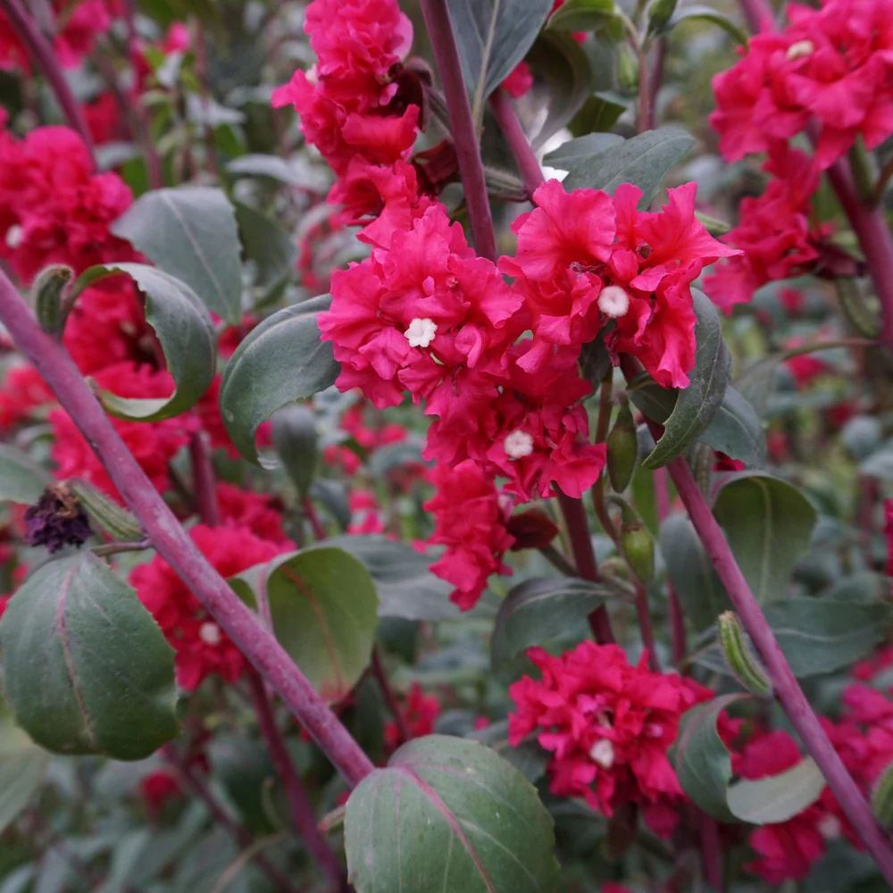 Rosy Cheek to Cheek Clarkia Seeds - Image 6