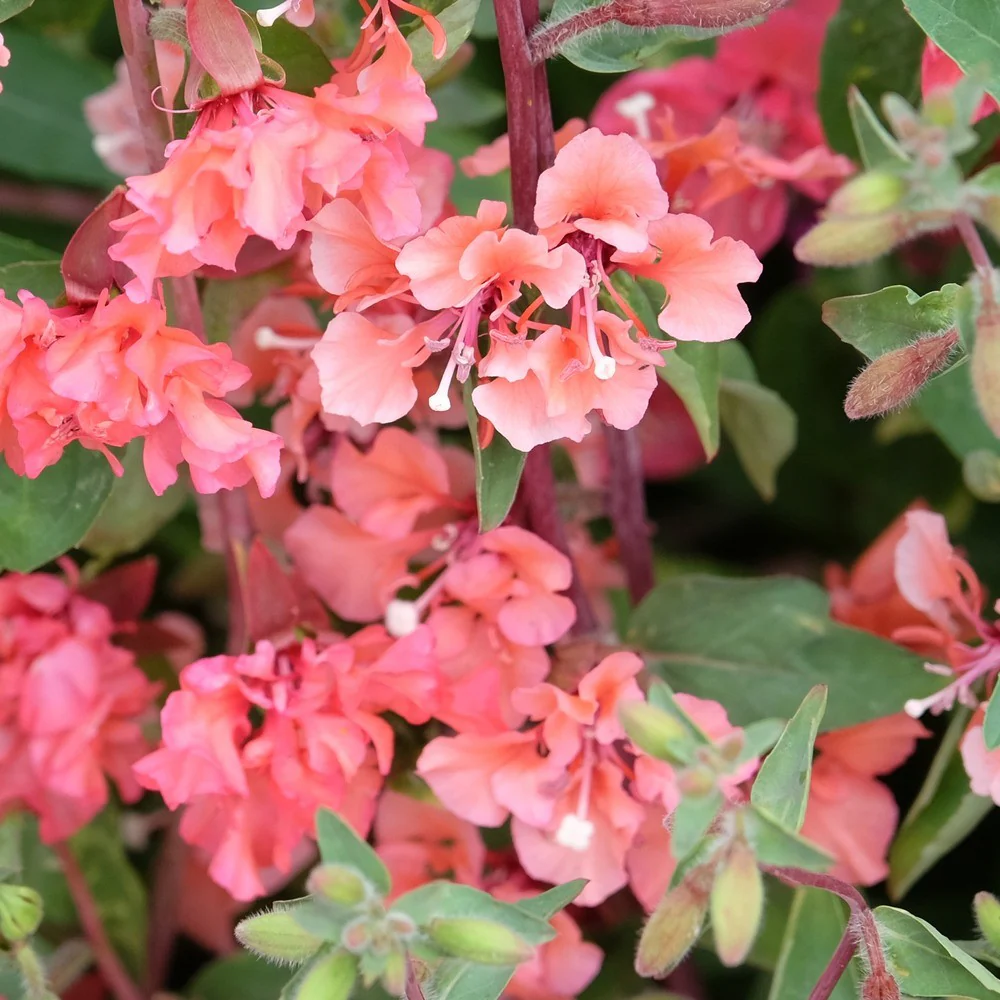 Rosy Cheek to Cheek Clarkia Seeds - Image 7