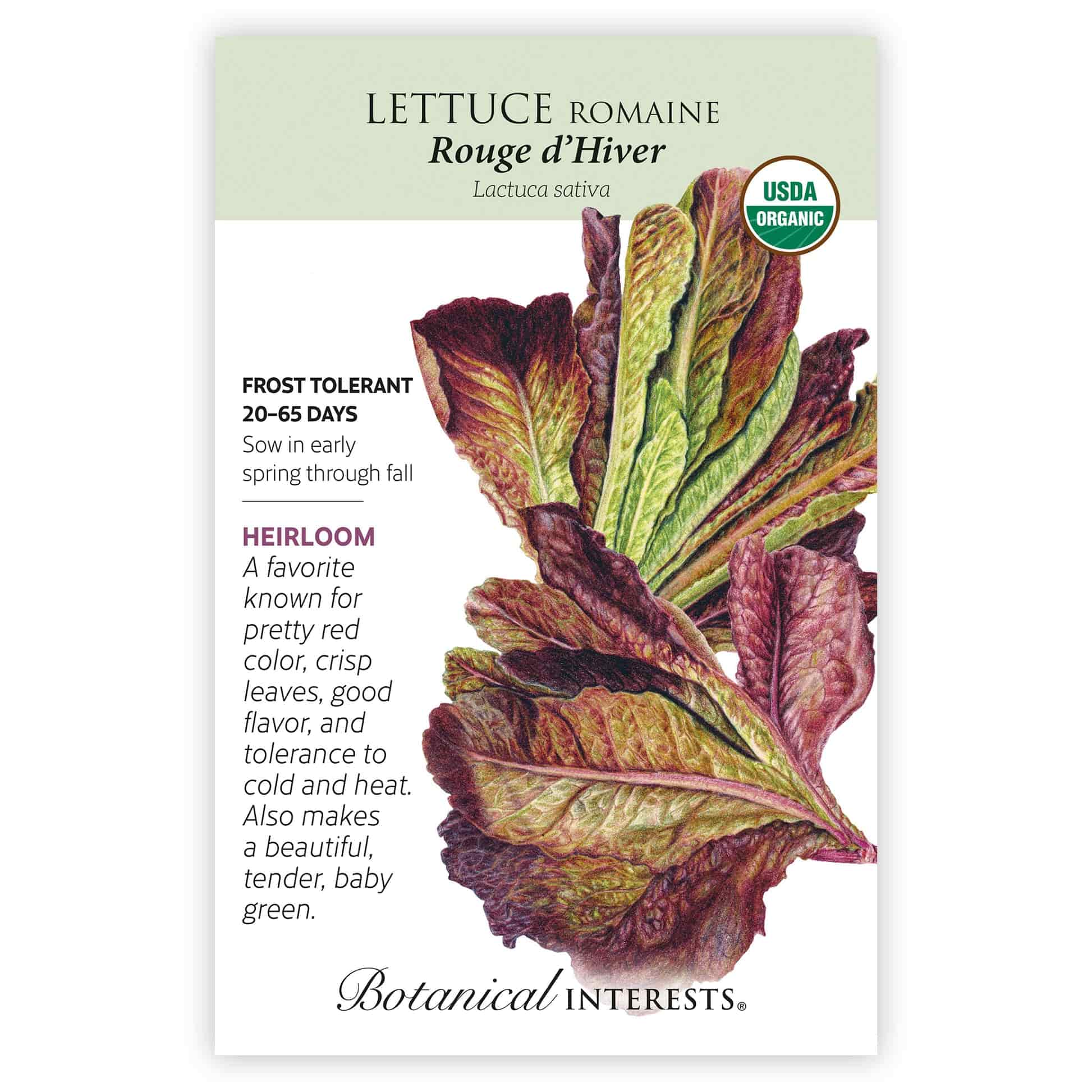 Rouge d'Hiver Romaine Lettuce Seeds - Image 3