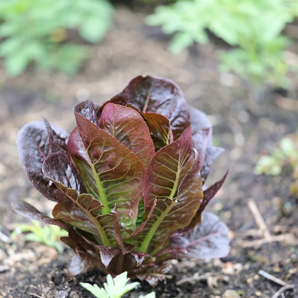 Rouge d'Hiver Romaine Lettuce Seeds - Image 4