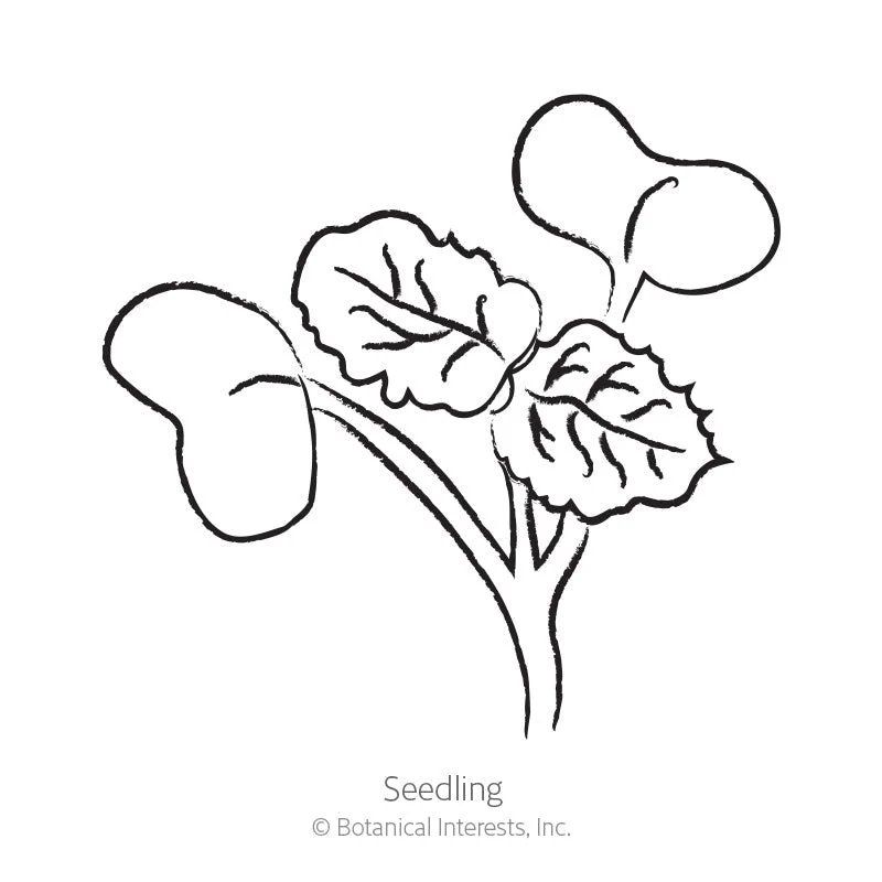 Round Black Spanish Radish Seeds - Image 2