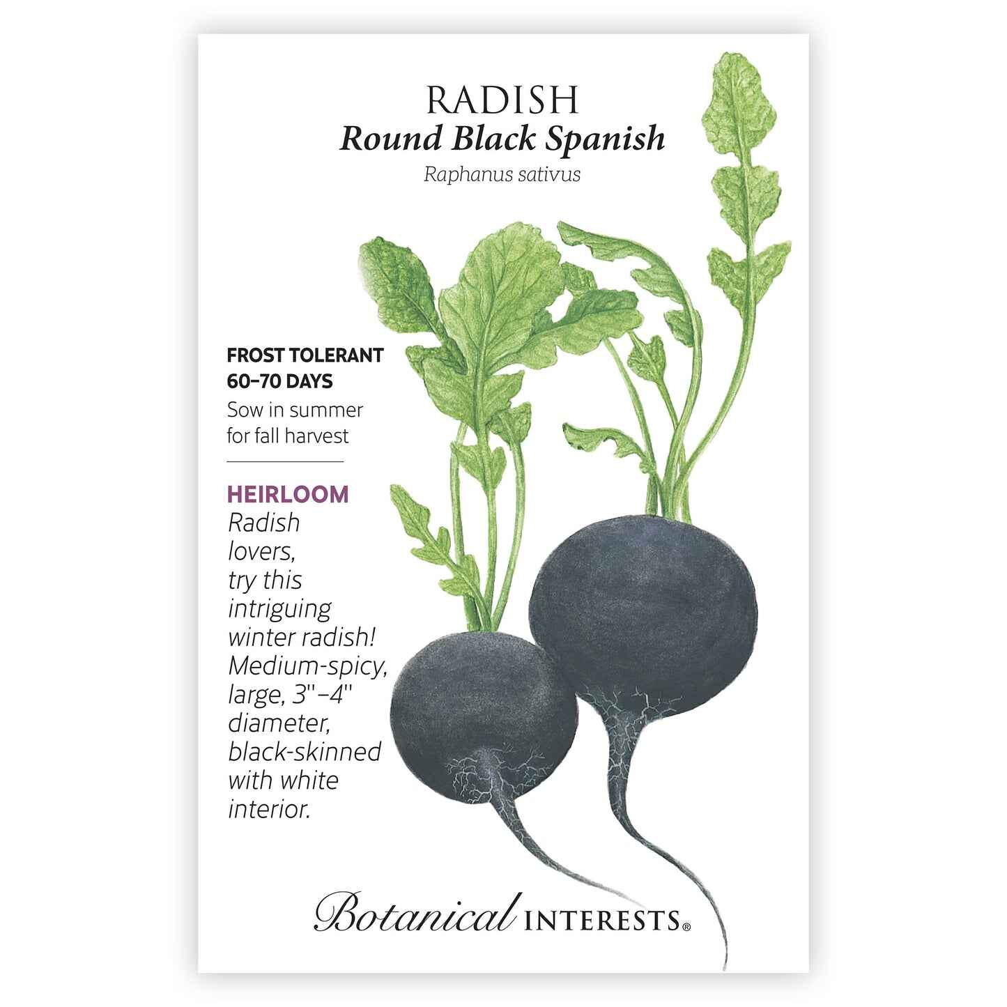 Round Black Spanish Radish Seeds - Image 3