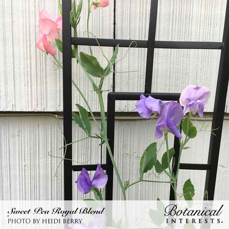 Royal Blend Sweet Pea Seeds - Image 4