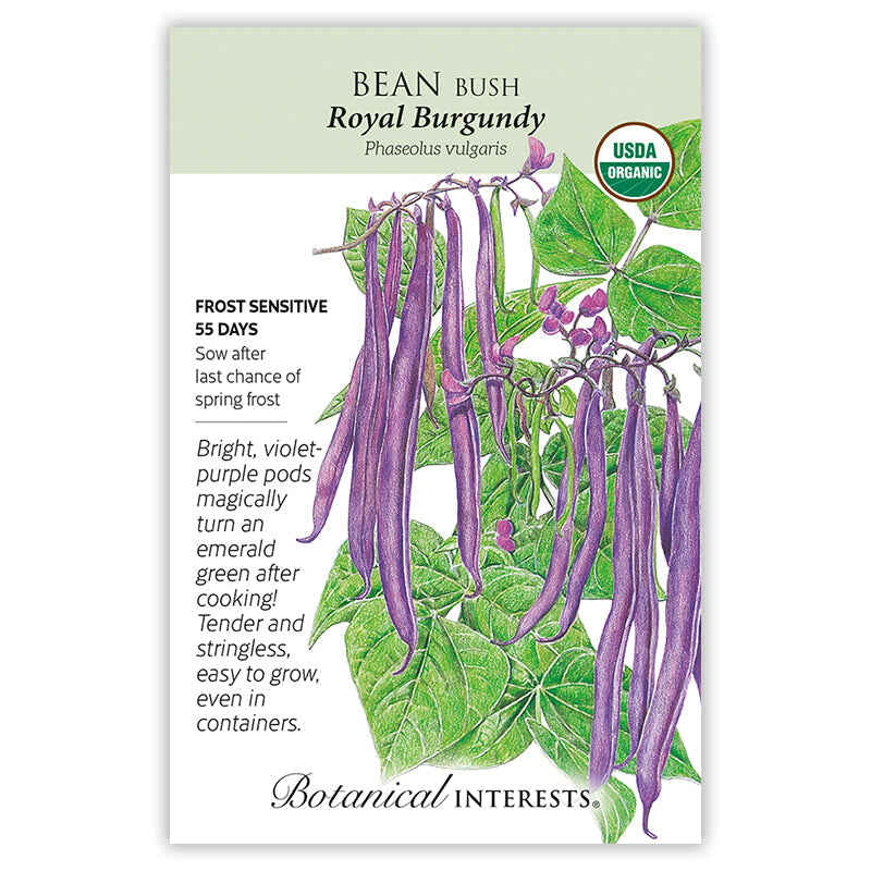 Royal Burgundy Bush Bean Seeds - Image 3