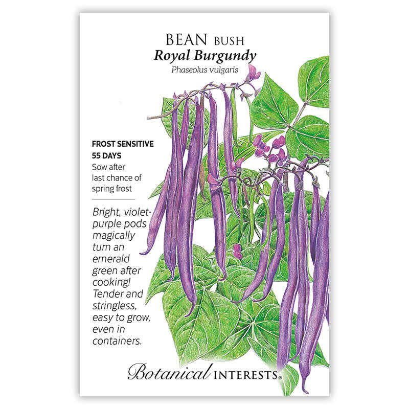 Royal Burgundy Bush Bean Seeds - Image 4