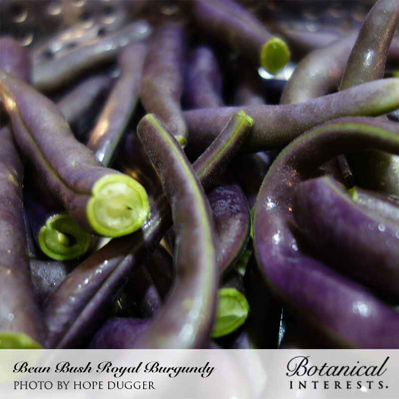 Royal Burgundy Bush Bean Seeds - Image 5