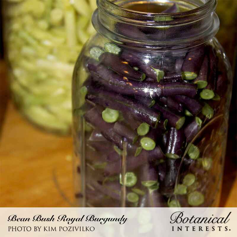 Royal Burgundy Bush Bean Seeds - Image 6