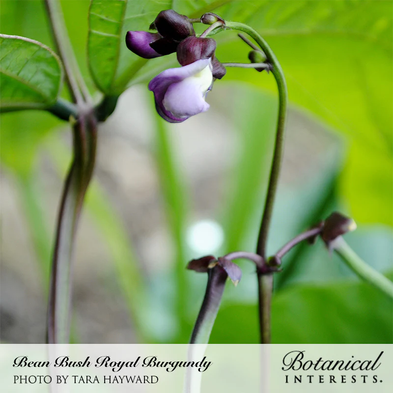 Royal Burgundy Bush Bean Seeds - Image 7
