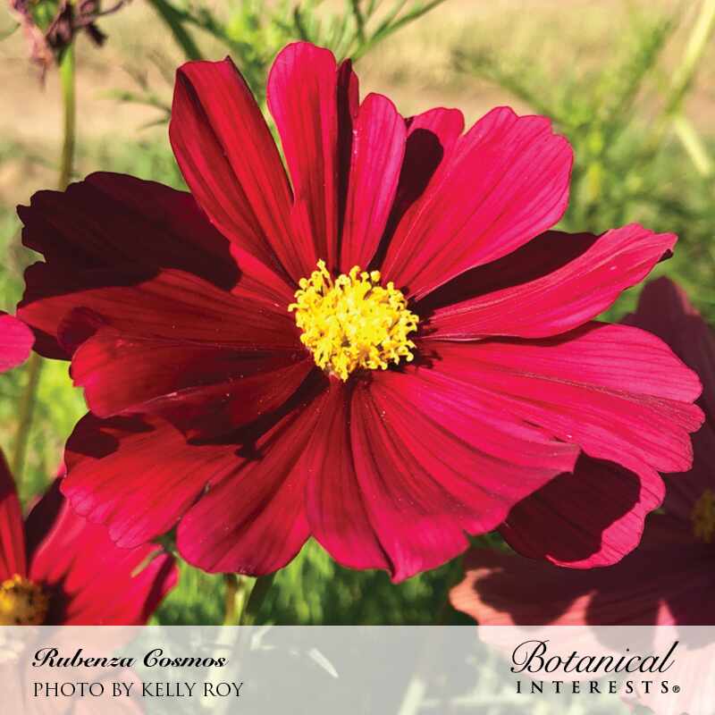 Rubenza Cosmos Seeds - Image 4