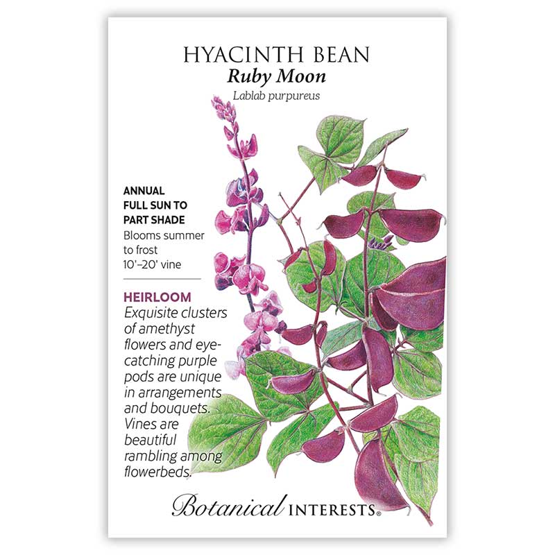Ruby Moon Hyacinth Bean Seeds - Image 3
