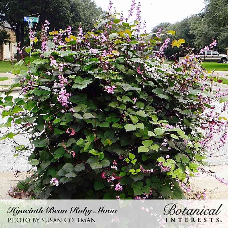 Ruby Moon Hyacinth Bean Seeds - Image 4