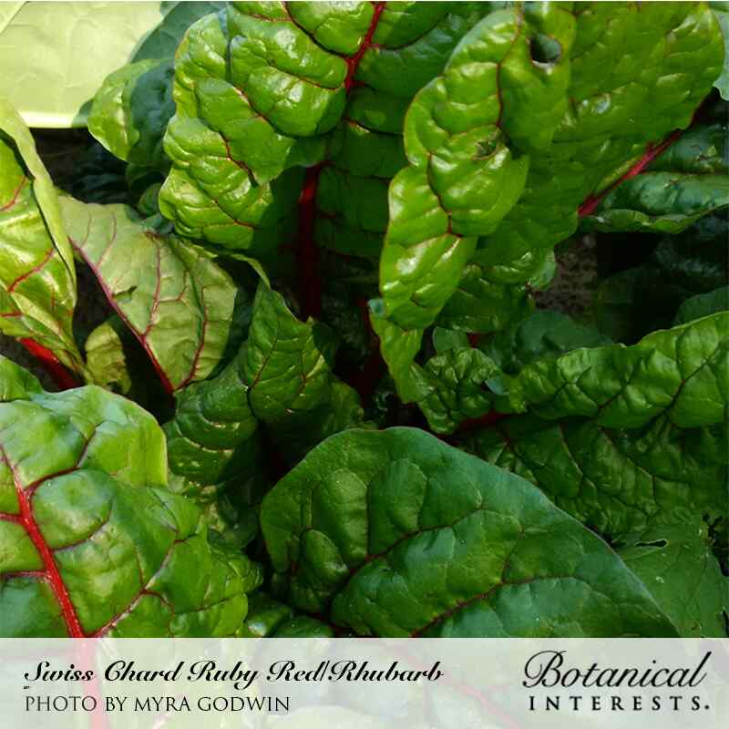 Ruby Red/Rhubarb Swiss Chard Seeds - Image 4