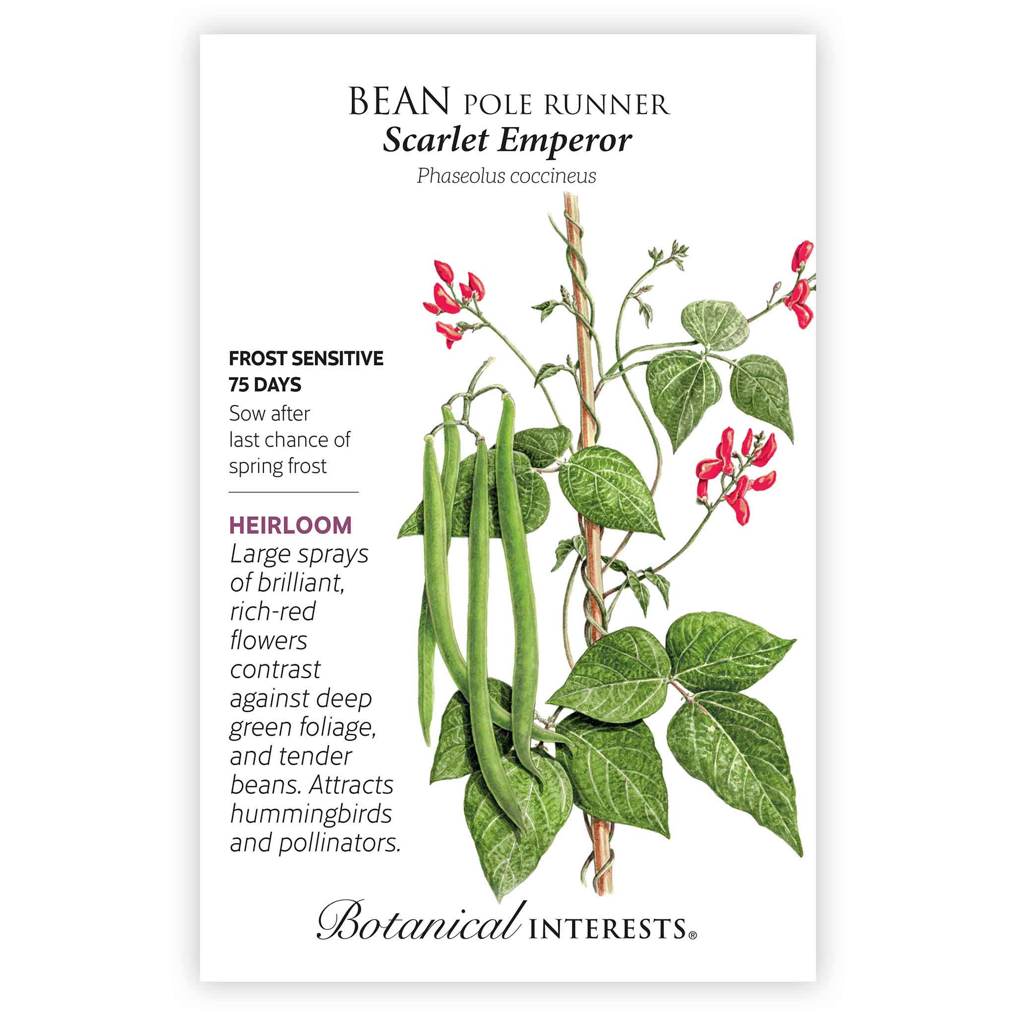 Scarlet Emperor Pole Runner Bean Seeds - Image 3