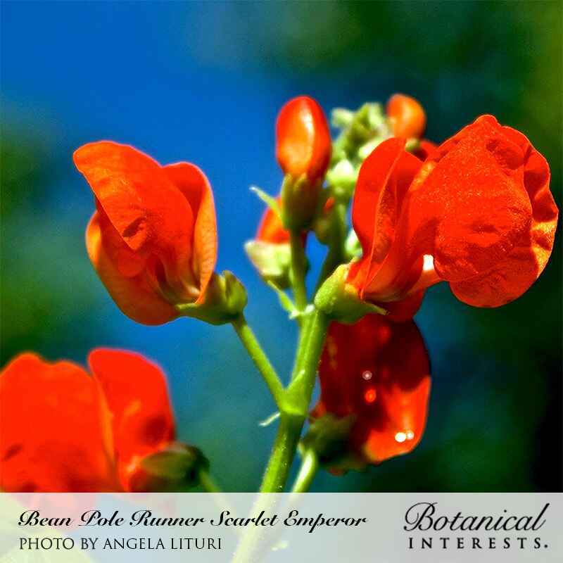 Scarlet Emperor Pole Runner Bean Seeds - Image 4