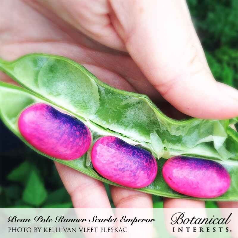 Scarlet Emperor Pole Runner Bean Seeds - Image 5