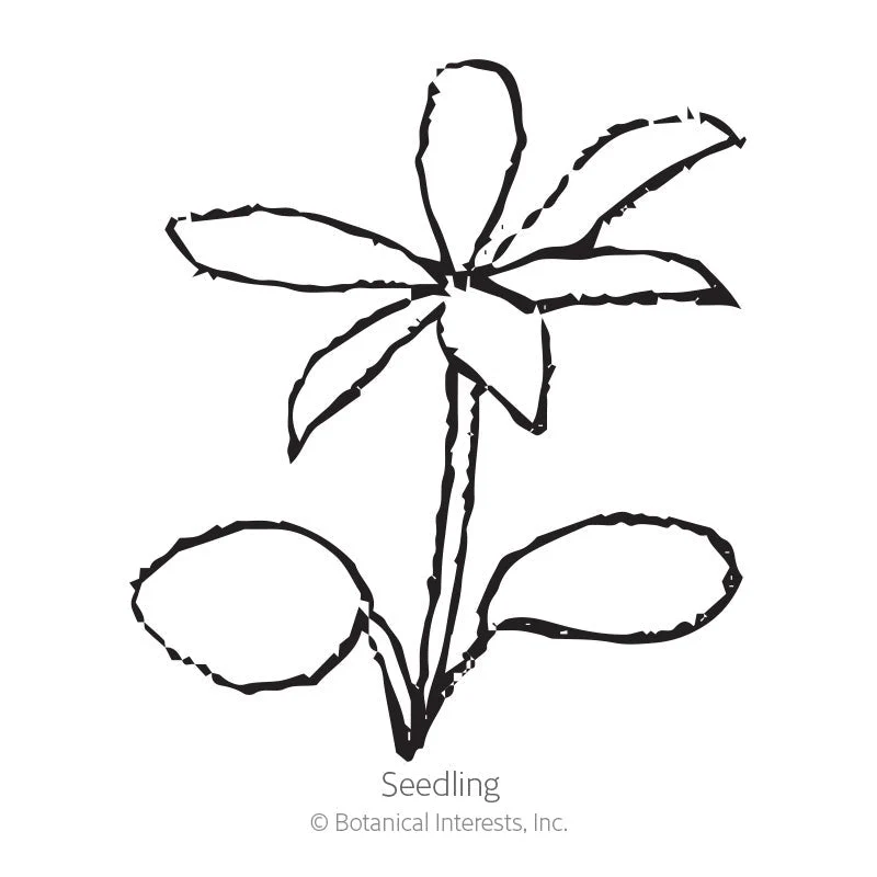 Russell Blend Lupine Seeds - Image 2
