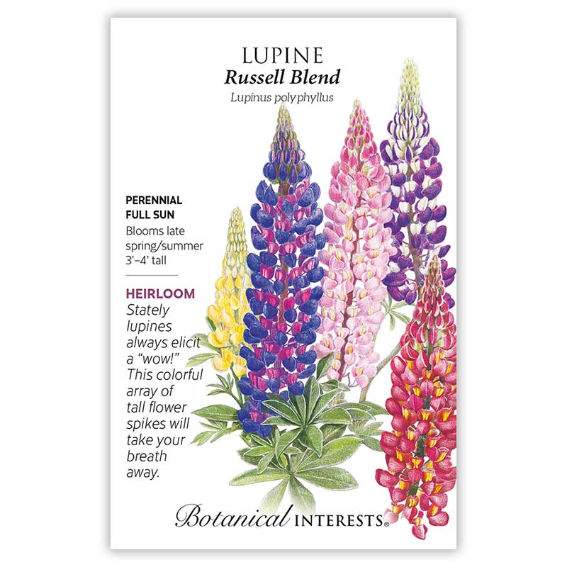 Russell Blend Lupine Seeds - Image 3