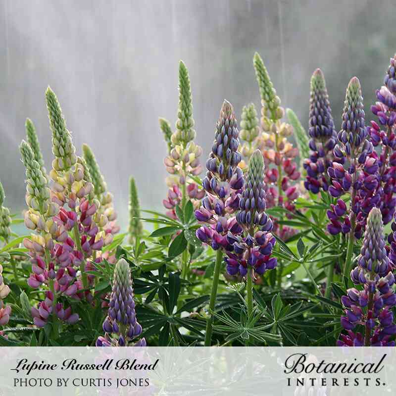 Russell Blend Lupine Seeds - Image 4