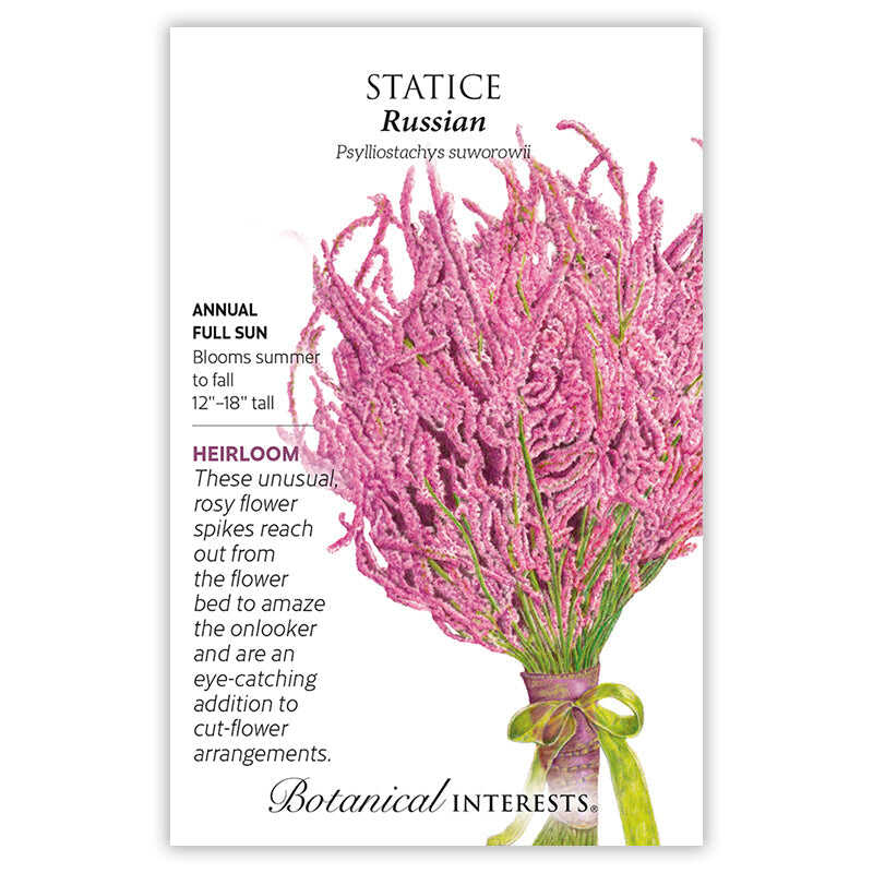 Russian Statice Seeds - Image 3