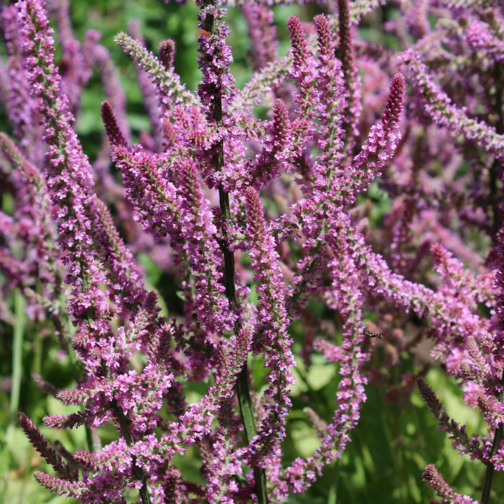 Russian Statice Seeds - Image 4
