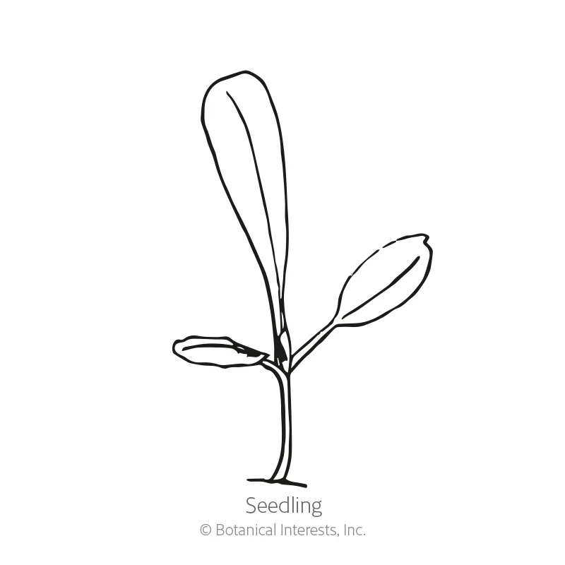Salad Bowl Blend Leaf Lettuce Seeds - Image 2