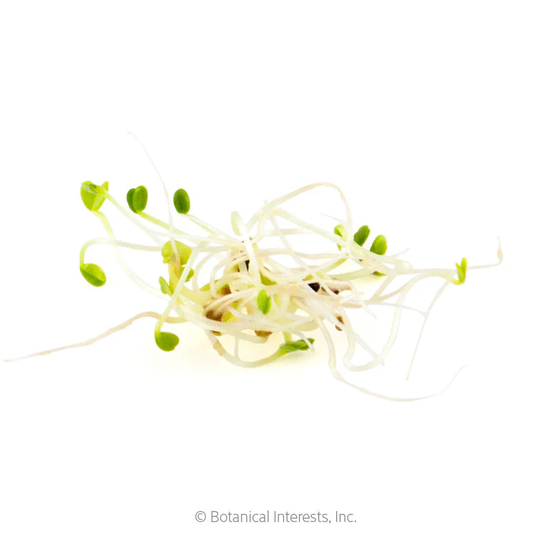 Salad Mix Sprouts Seeds - Image 3