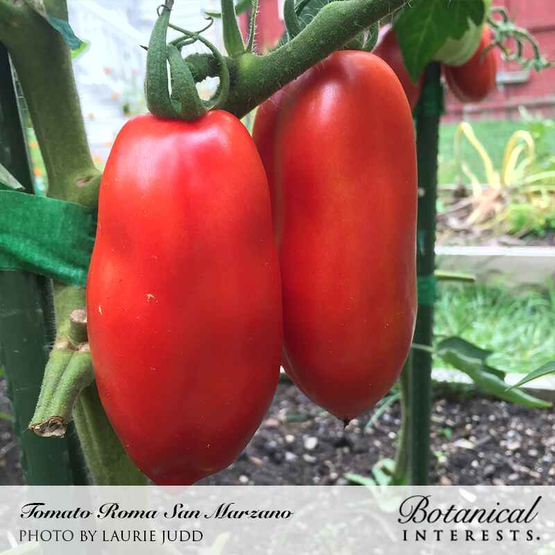 San Marzano Roma Pole Tomato Seeds - Image 4
