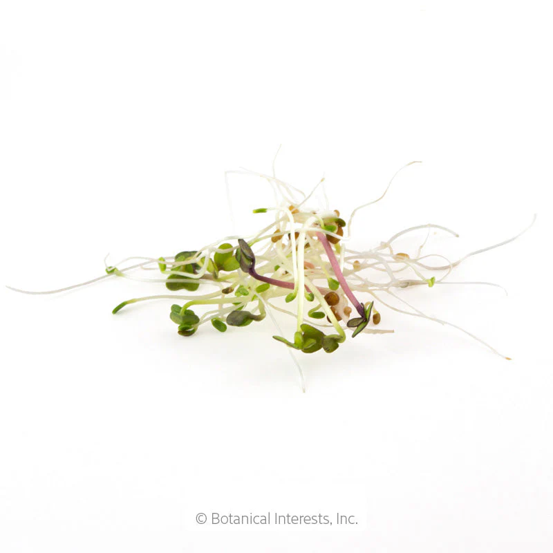 Sandwich Mix Sprouts Seeds - Image 3