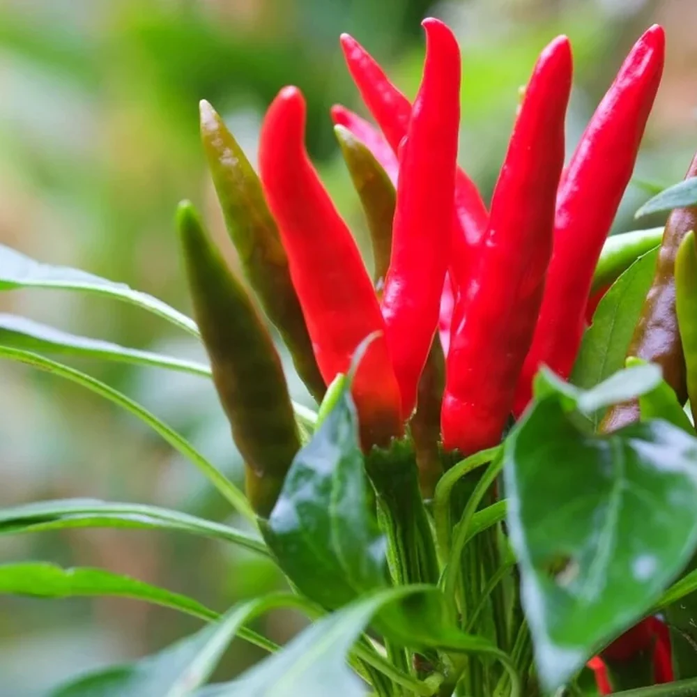 Santaka Chile Pepper Seeds - Image 4