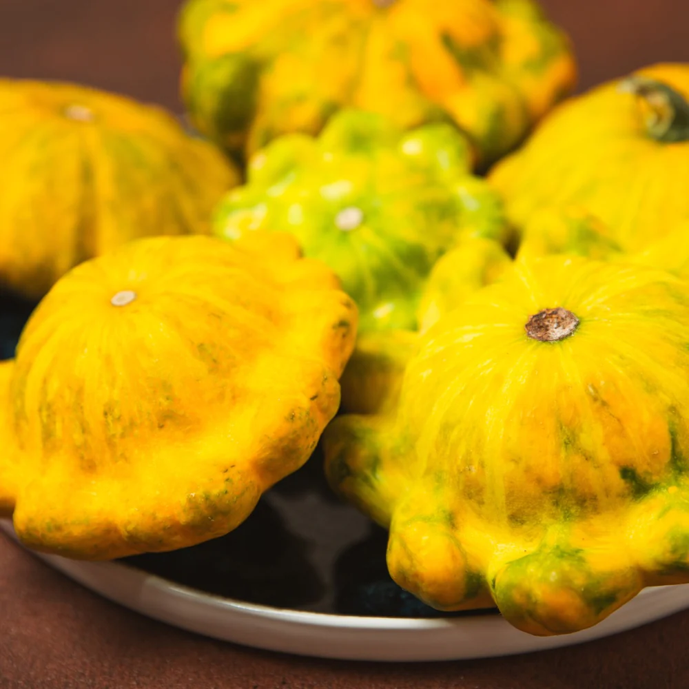 Scallop Blend Summer (Patty Pan) Squash Seeds - Image 6