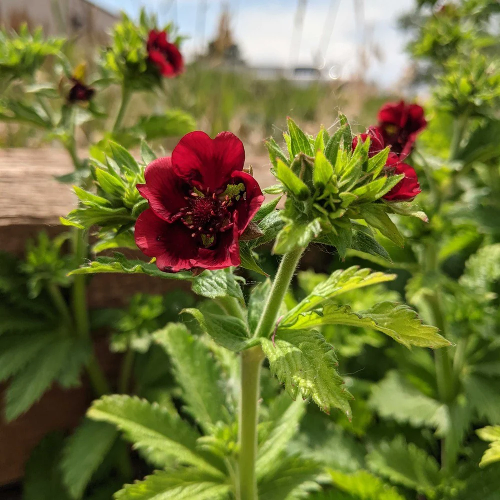 Scarlet Cinquefoil Seeds - Image 4