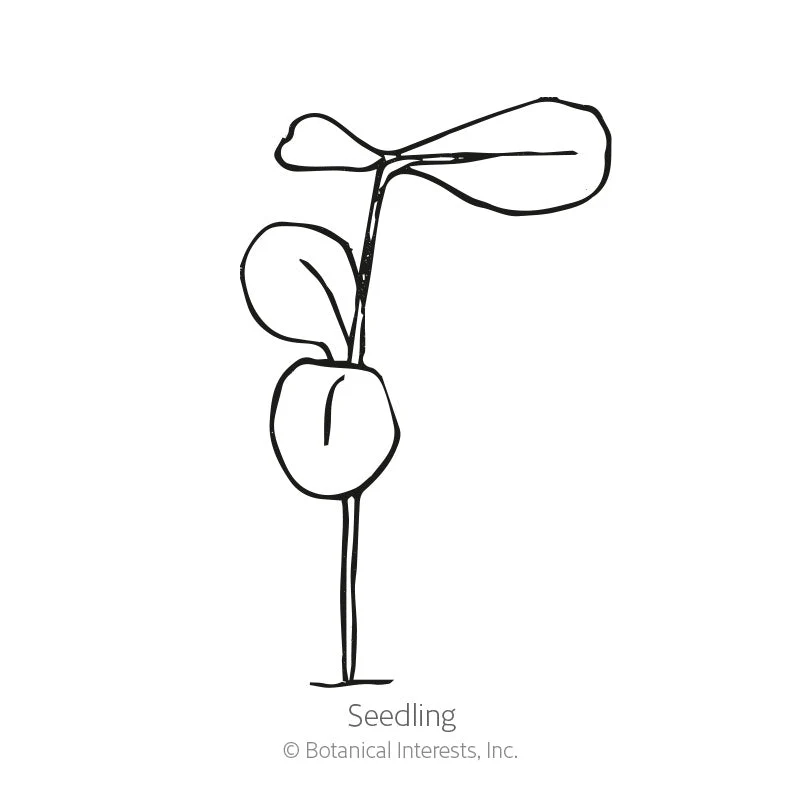 Scarlet Flax Heirloom Seeds - Image 2