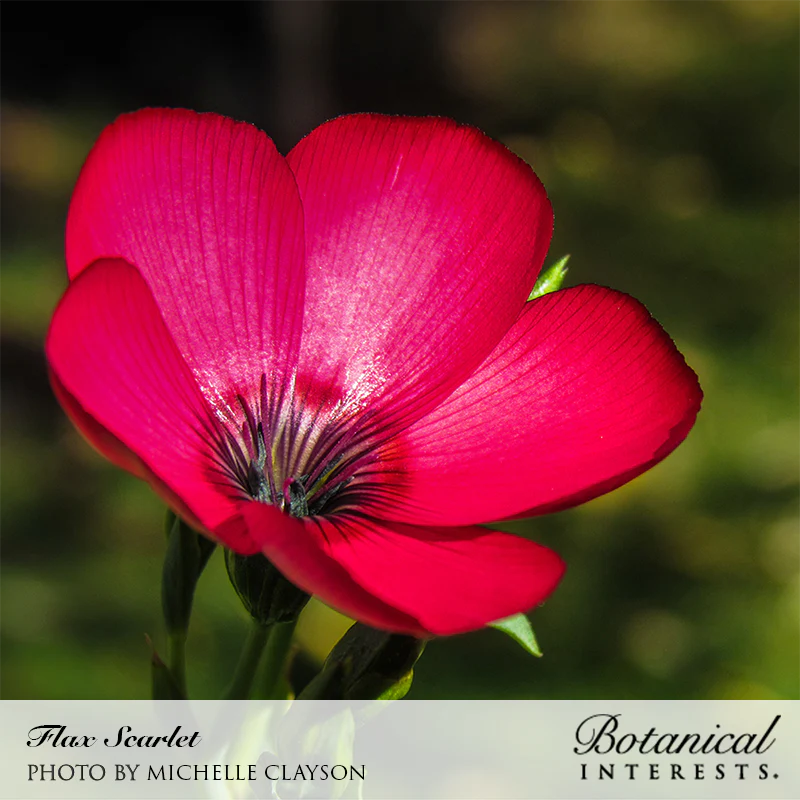 Scarlet Flax Heirloom Seeds - Image 4