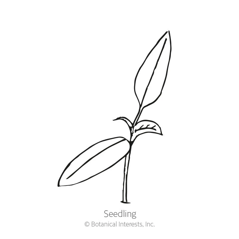 Scotch Bonnet Chile Pepper Seeds - Image 2