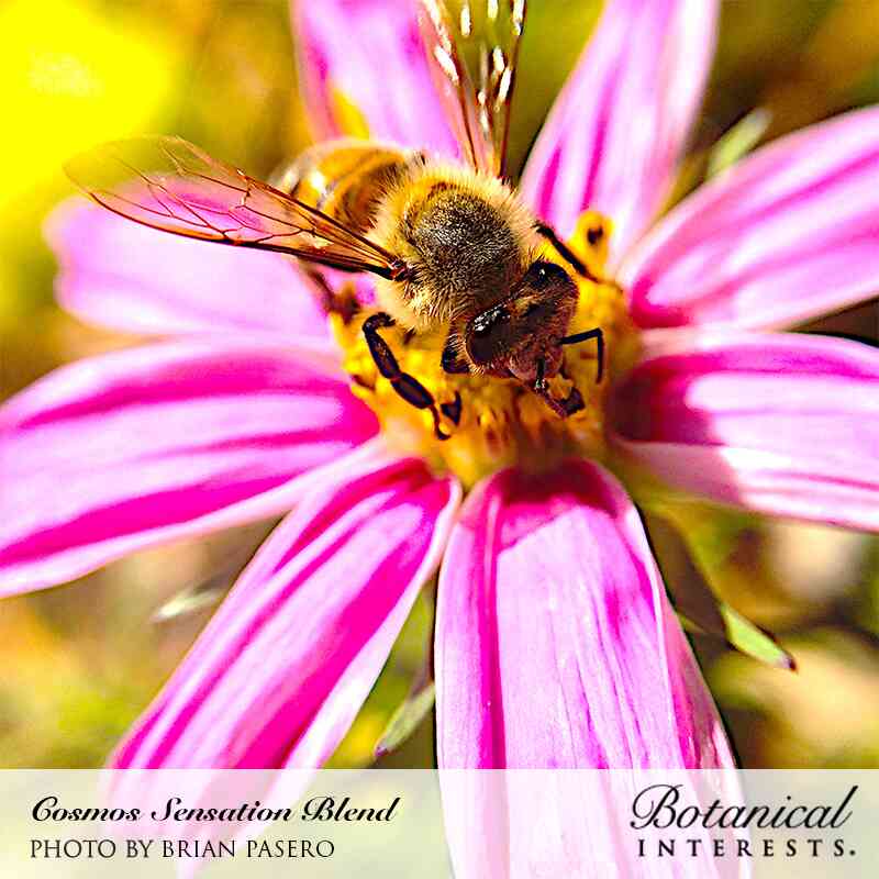 Sensation Blend Cosmos Seeds - Image 4
