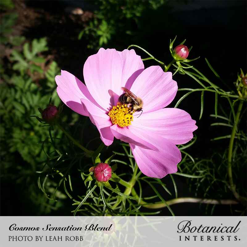 Sensation Blend Cosmos Seeds - Image 5