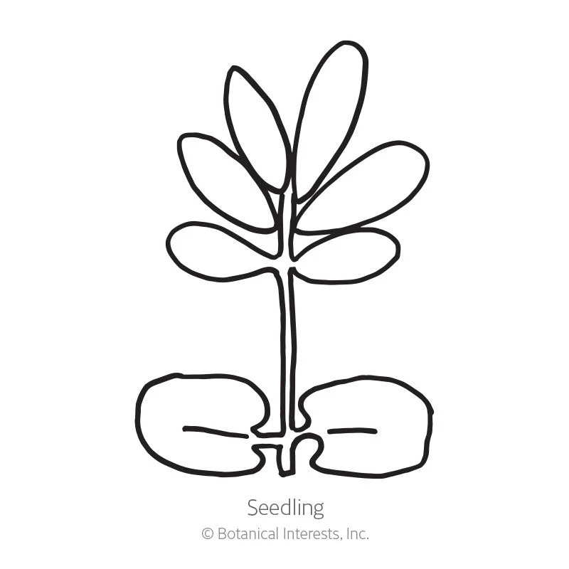 Sensitive Plant - Image 2
