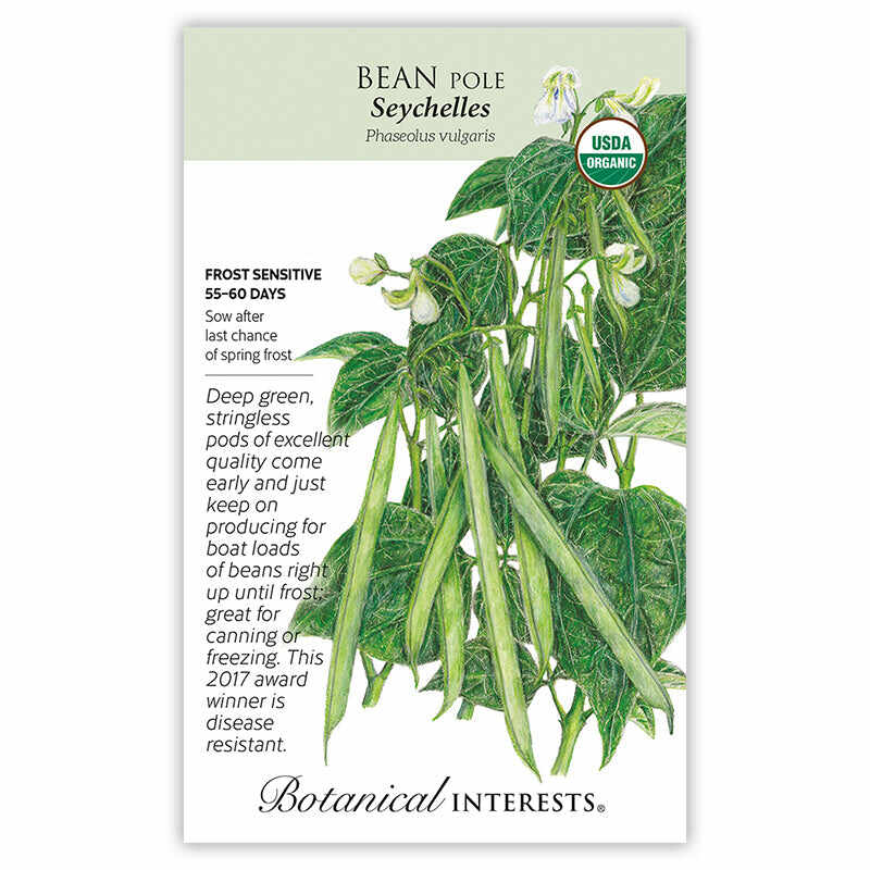 Seychelles Pole Bean Seeds - Image 3