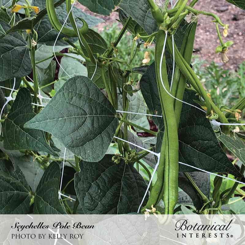 Seychelles Pole Bean Seeds - Image 4