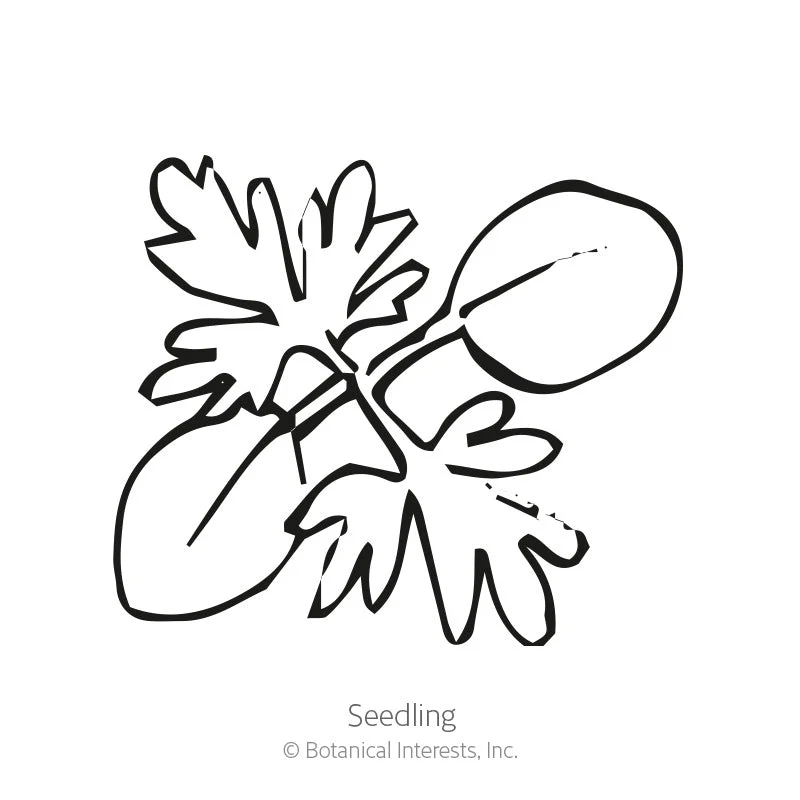 Shades of Blue Larkspur Seeds - Image 2